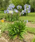 African Lily 